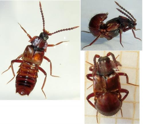 Réf. 180 101 : Lomechusa emarginata